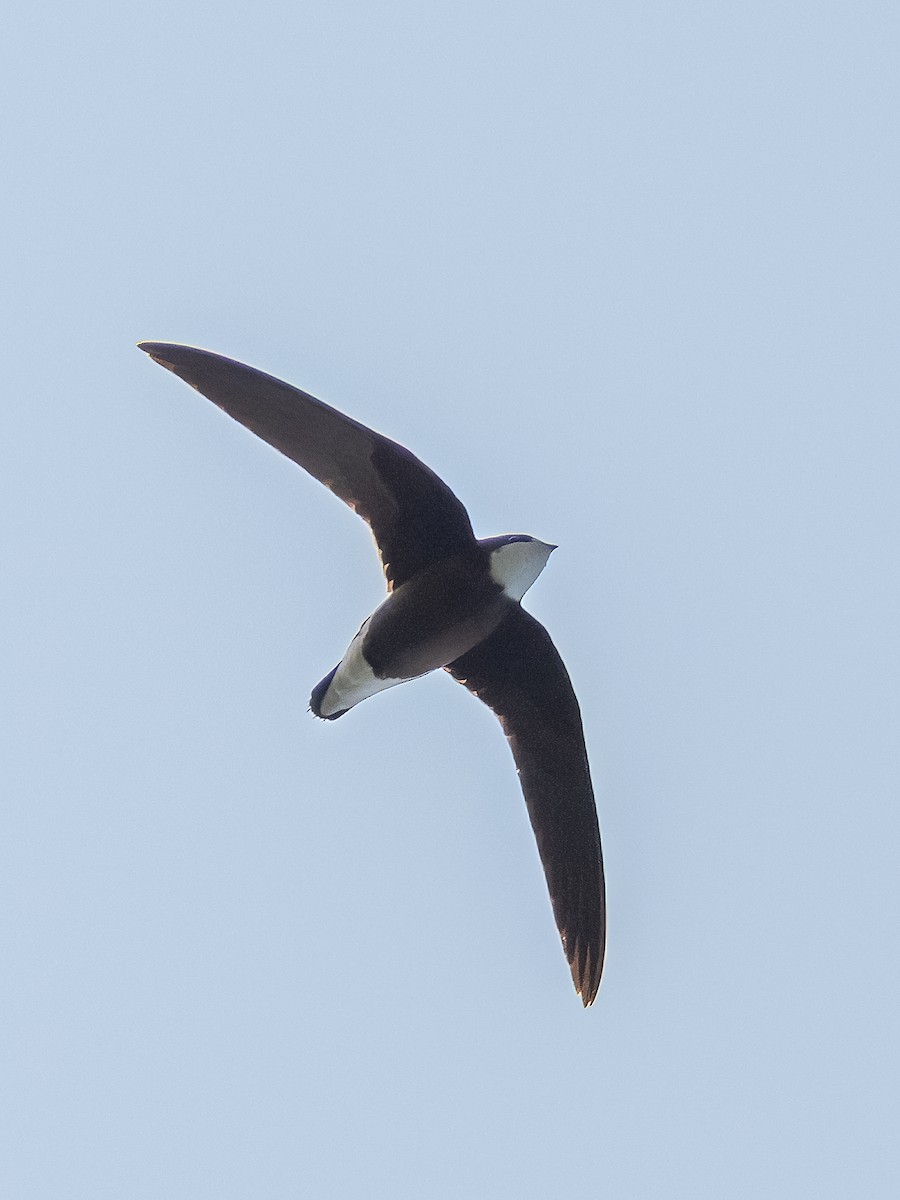 ハリオアマツバメ - ML632738151