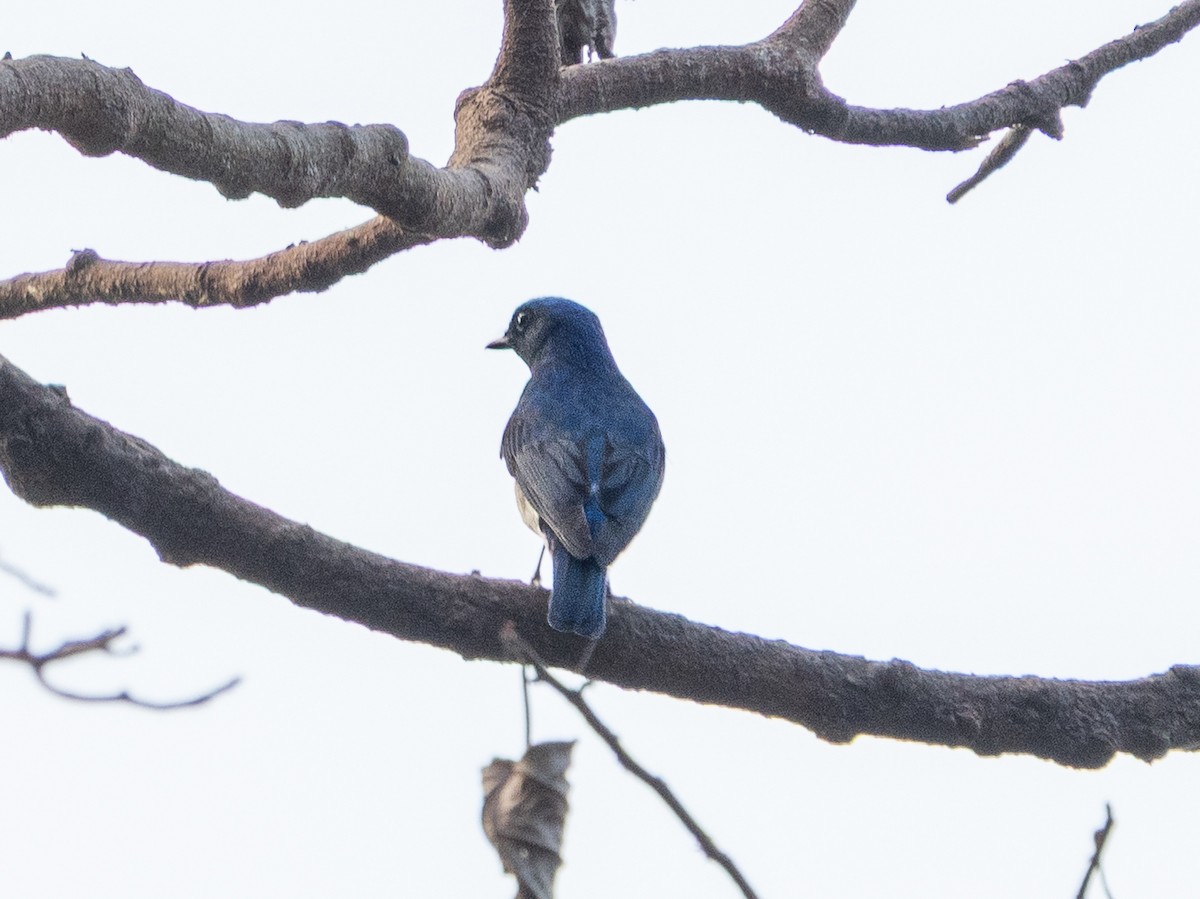 オオルリ - ML632738153