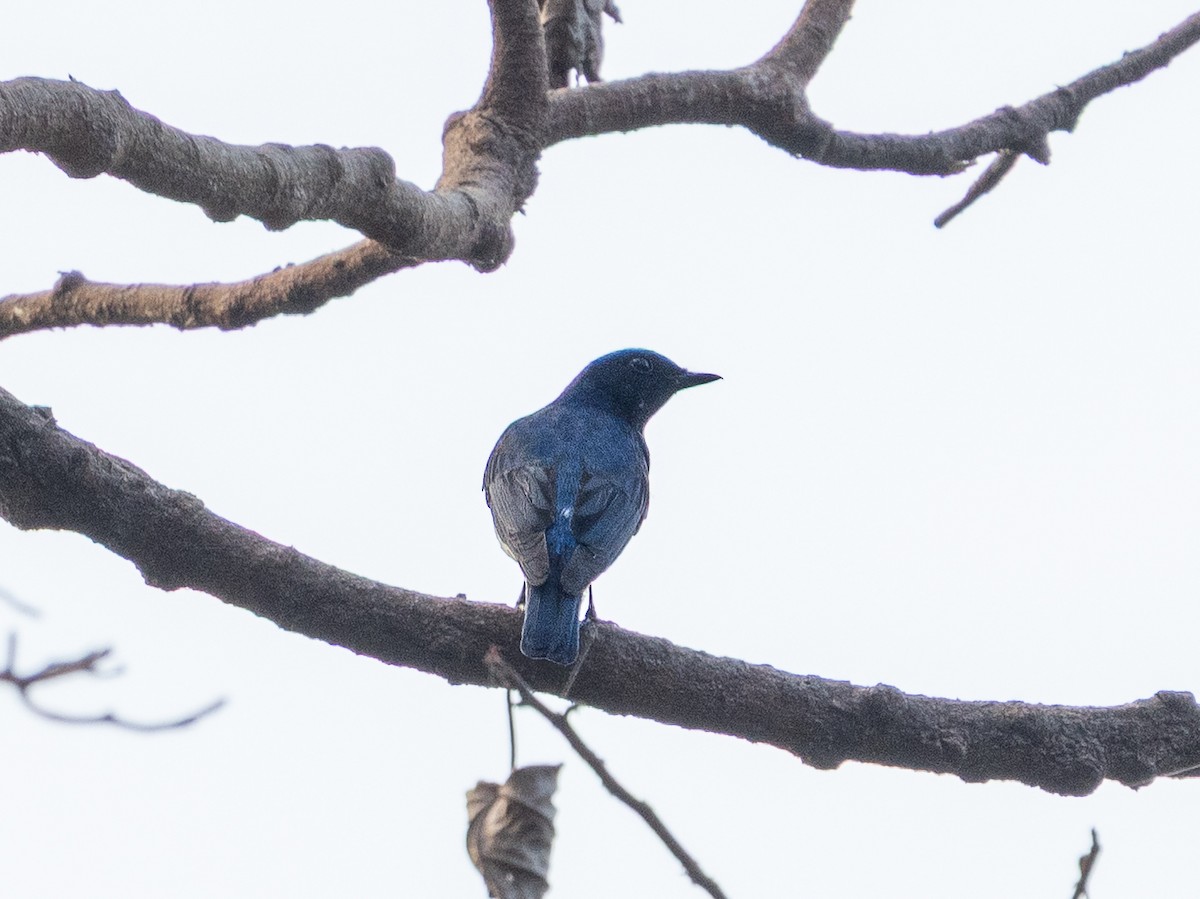 オオルリ - ML632738154