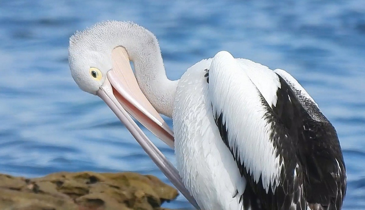 pelikán australský - ML632738348