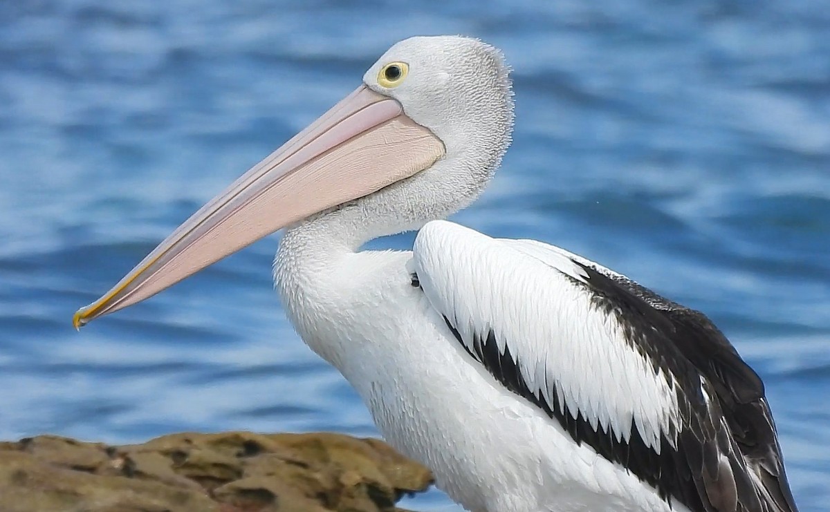 pelikán australský - ML632738350