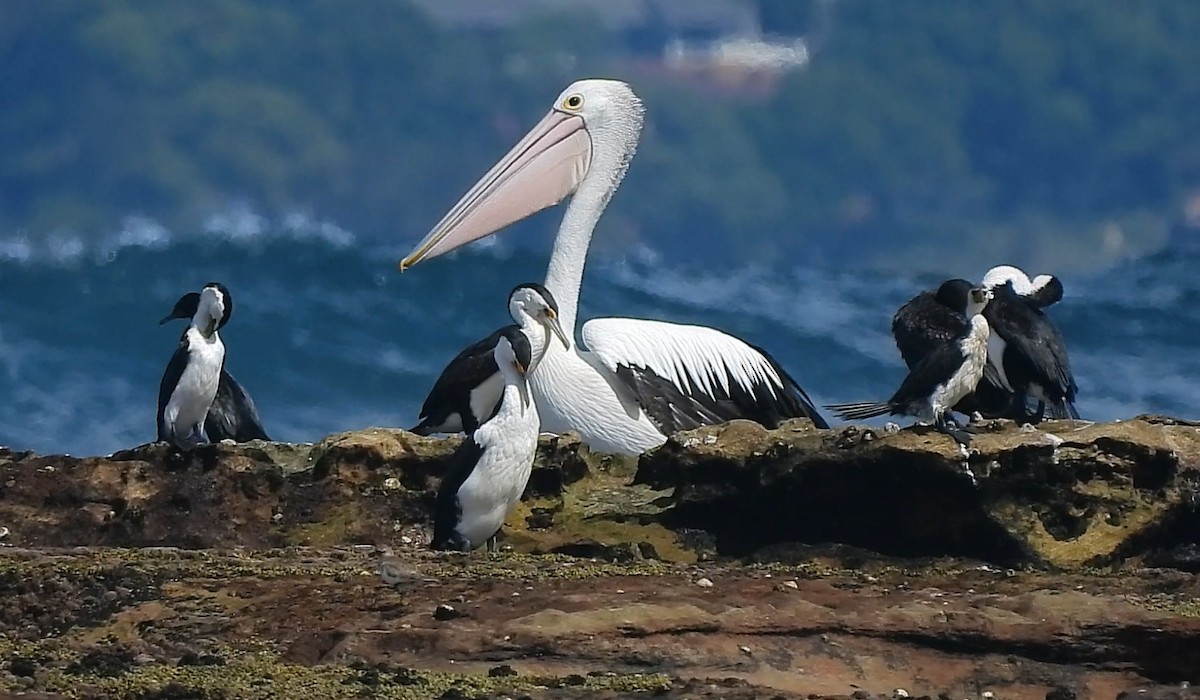 pelikán australský - ML632738359