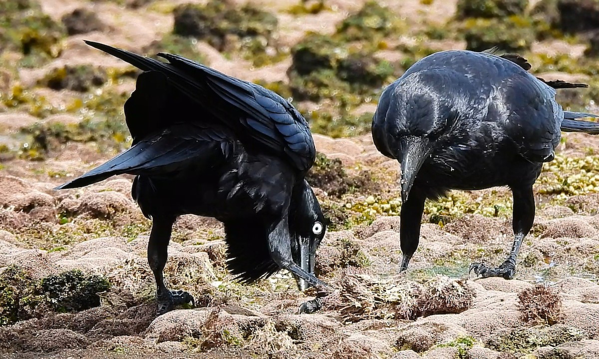 Australian Raven - ML632738360