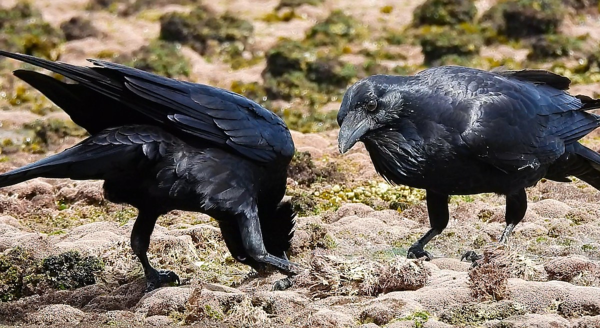 Australian Raven - ML632738362