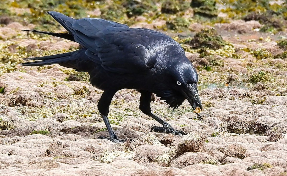 Australian Raven - ML632738371