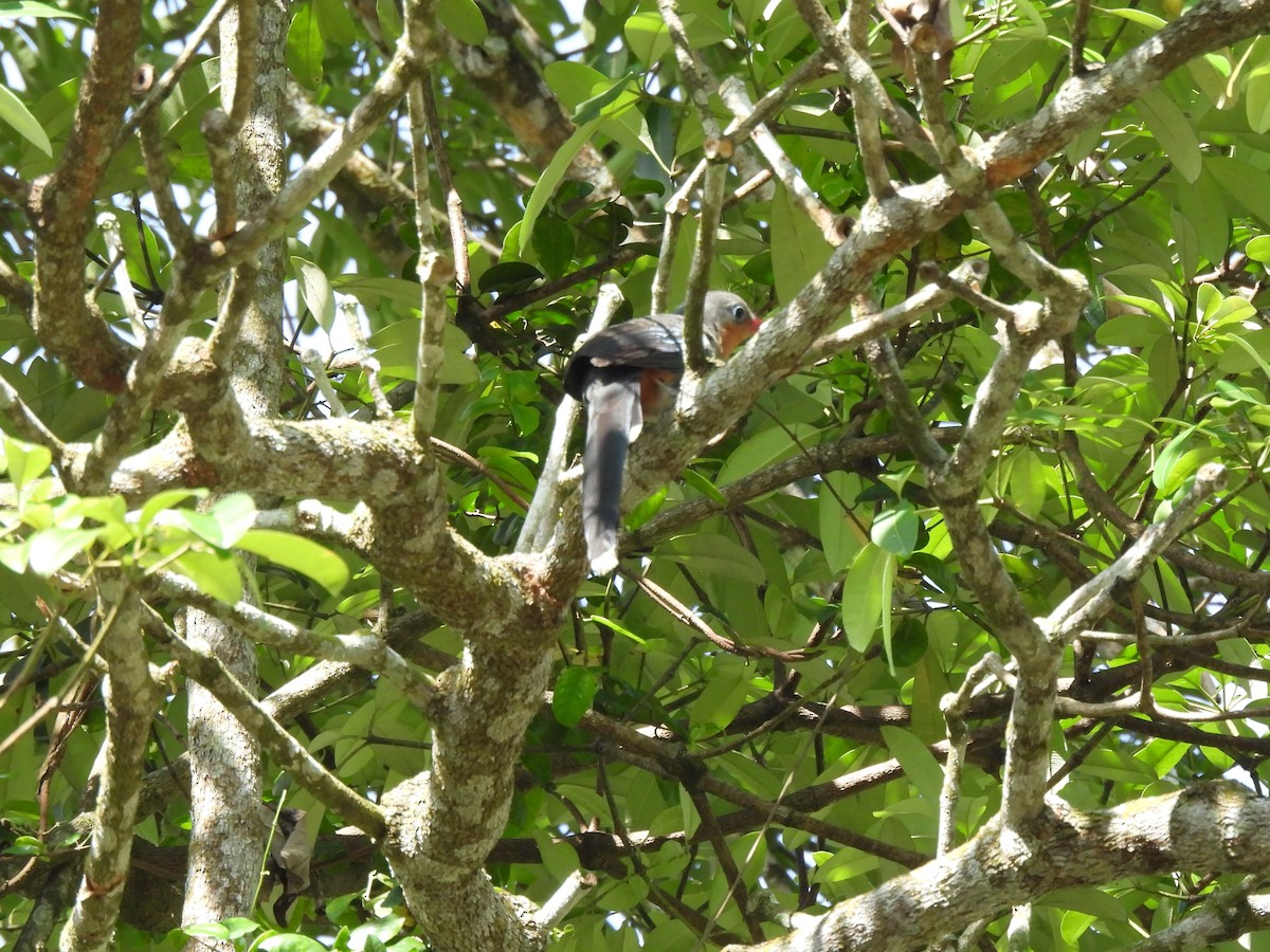 Red-billed Malkoha - ML632738383
