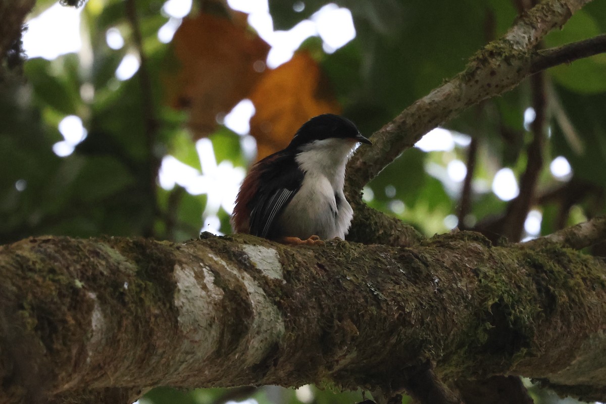 Rufous-backed Sibia (Rufous-backed) - ML632738439