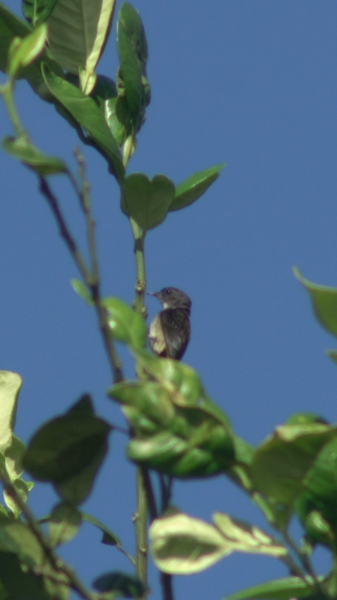 Pygmy Flowerpecker - ML632738446