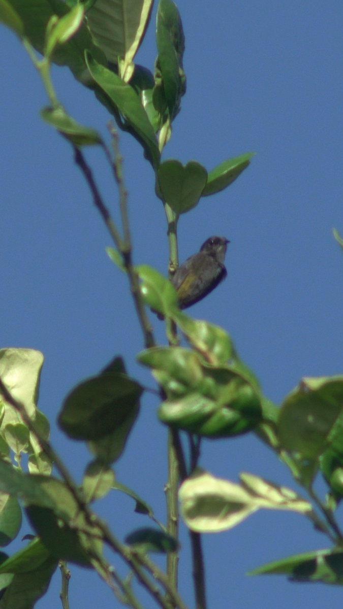 Pygmy Flowerpecker - ML632738464