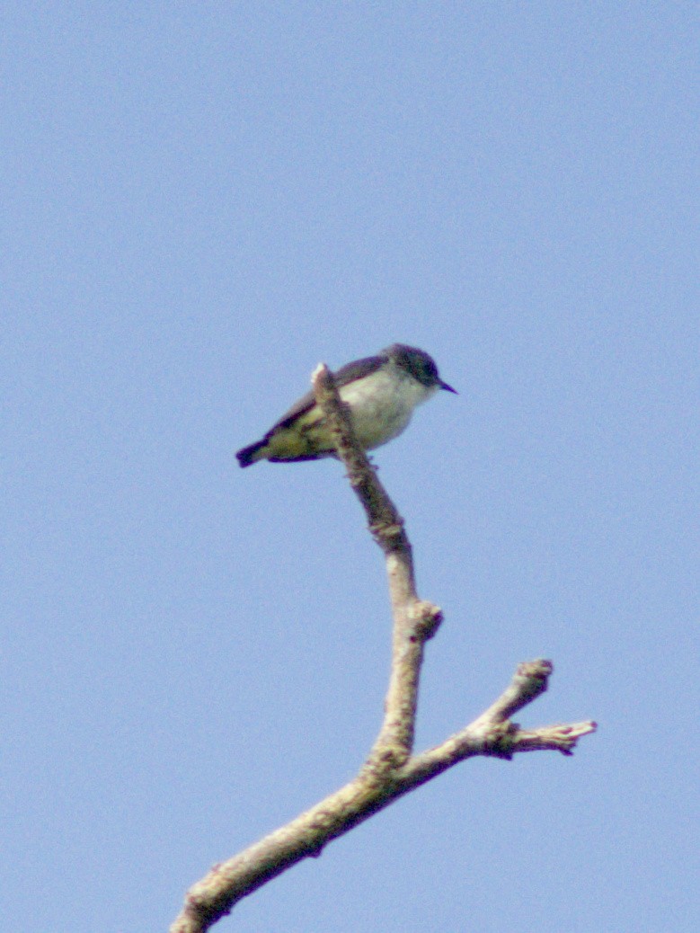 Pygmy Flowerpecker - ML632738508
