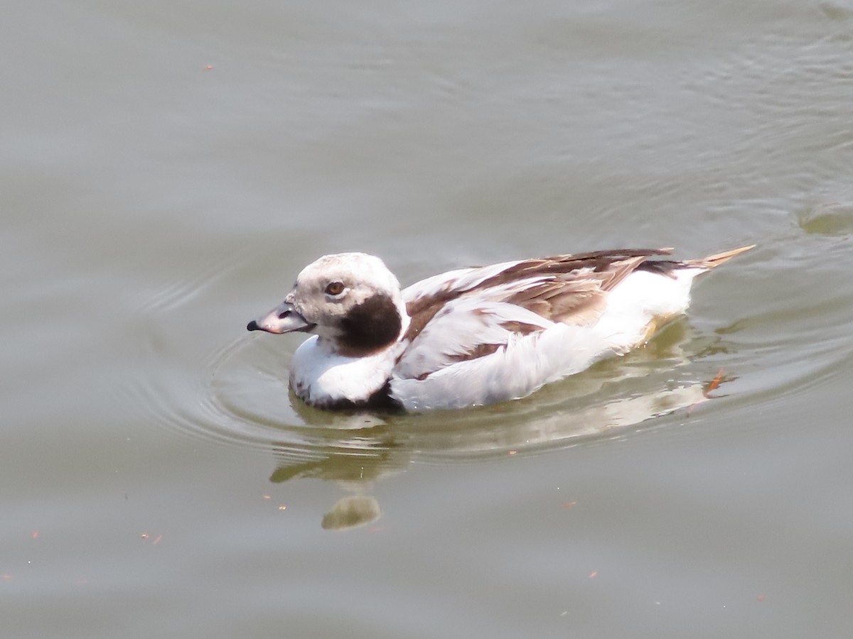 Long-tailed Duck - ML632739012