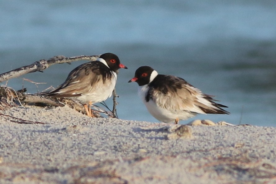 Hooded Plover - ML632739022