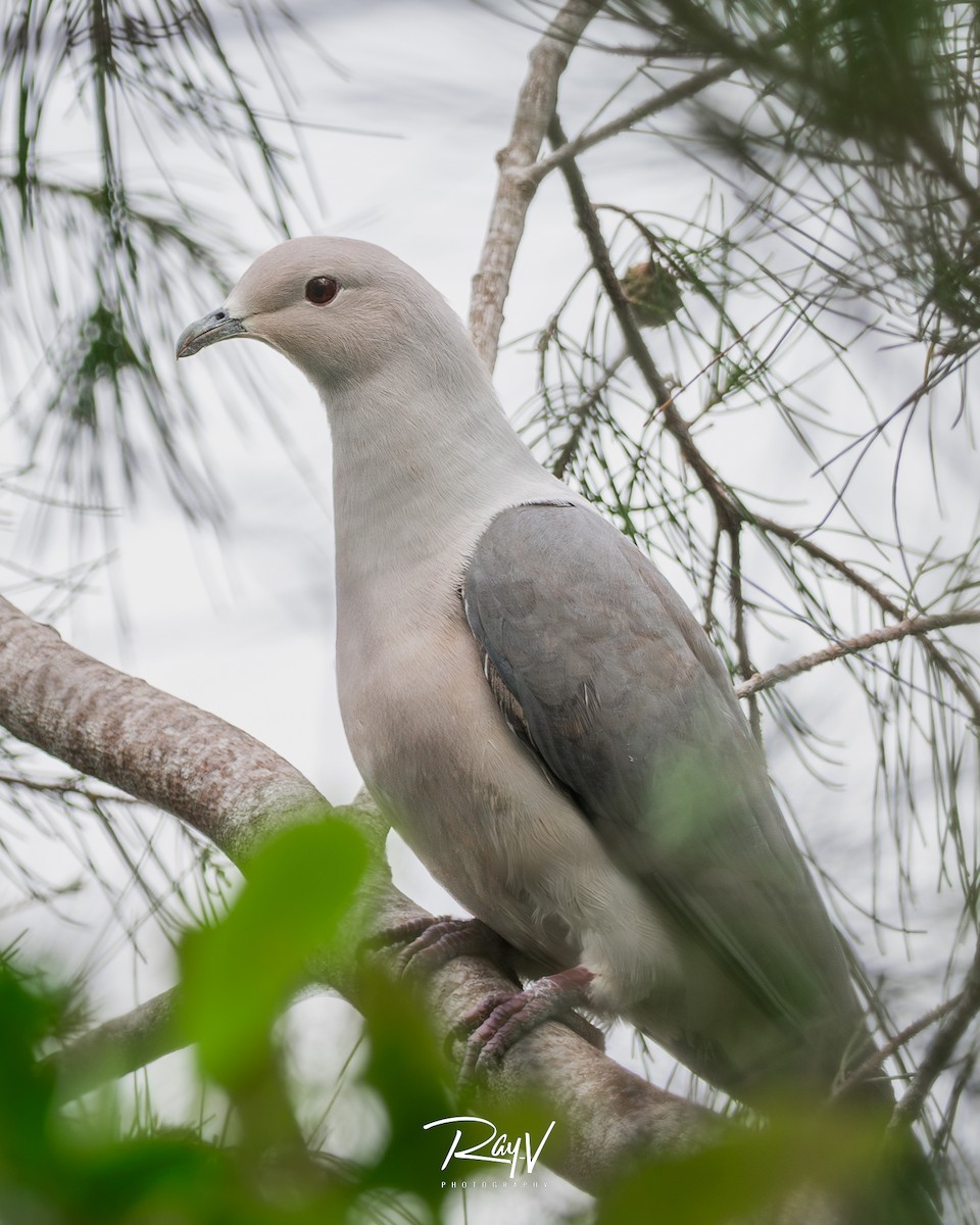 Gray Imperial-Pigeon - ML632739049