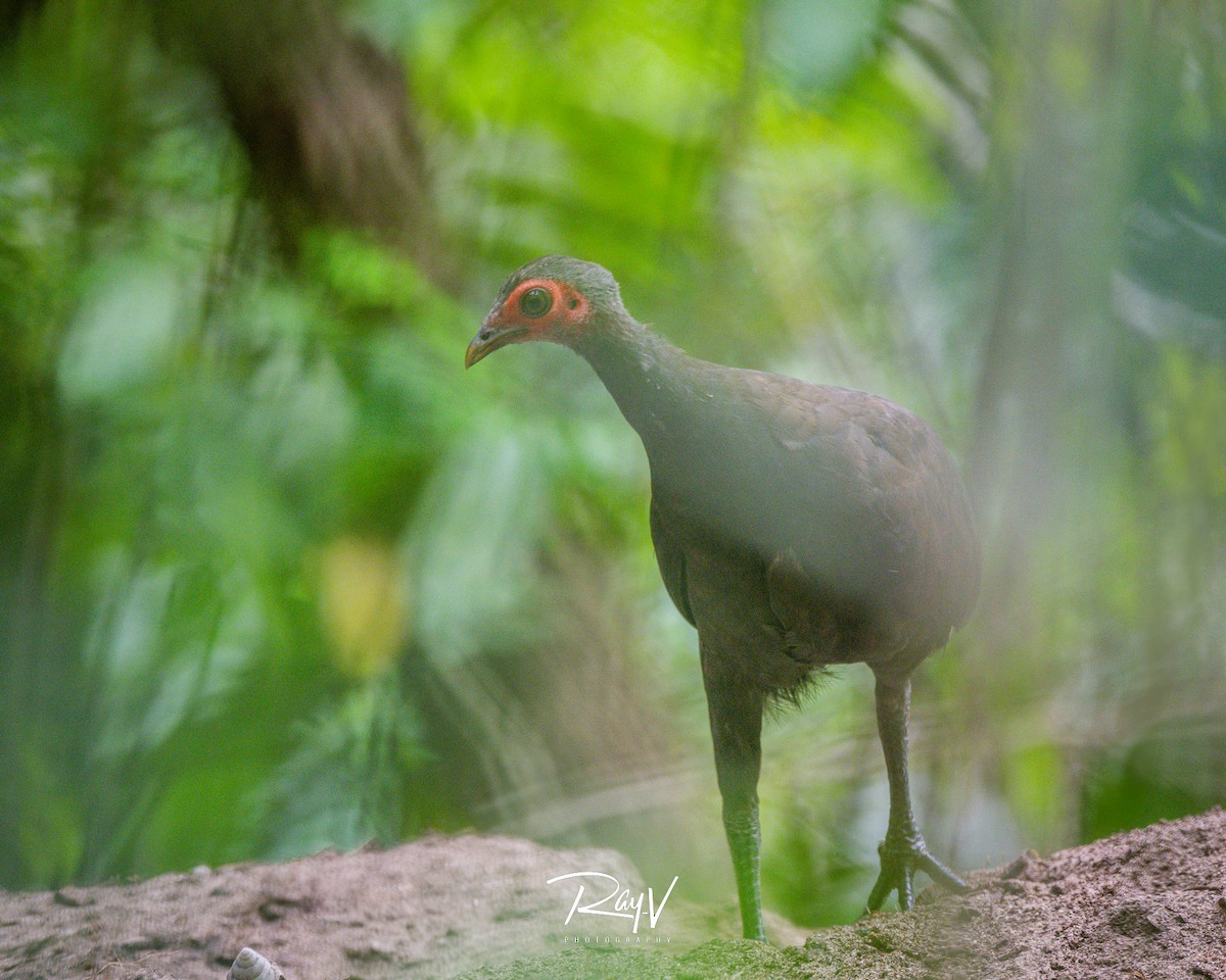 Philippinen-Großfußhuhn - ML632739088