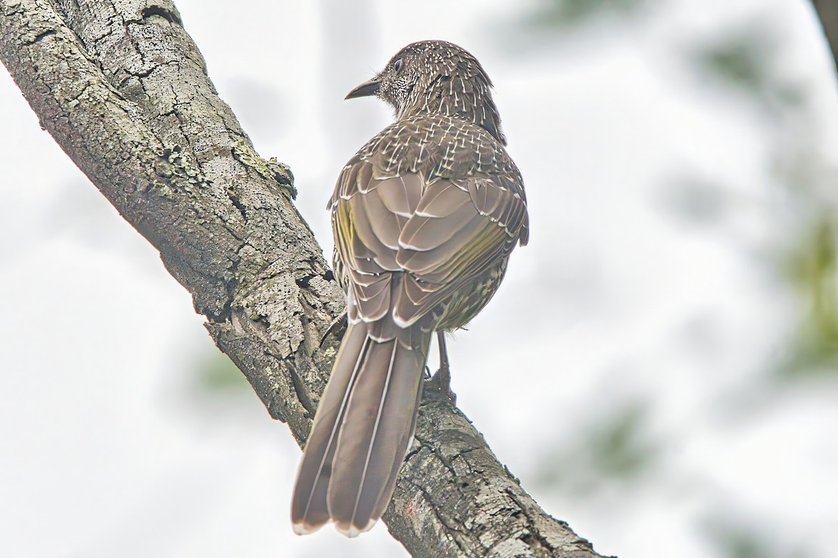 Little Wattlebird - ML632739114