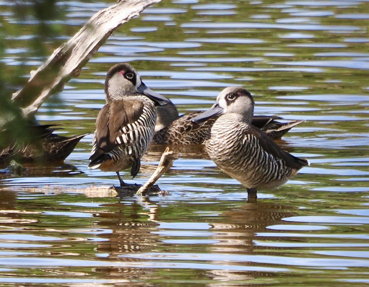 Pink-eared Duck - ML632739245