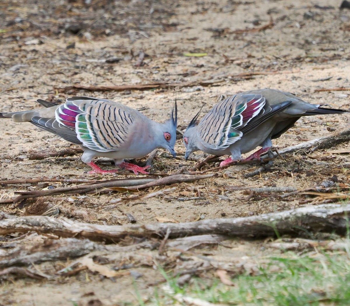 Crested Pigeon - ML632739247