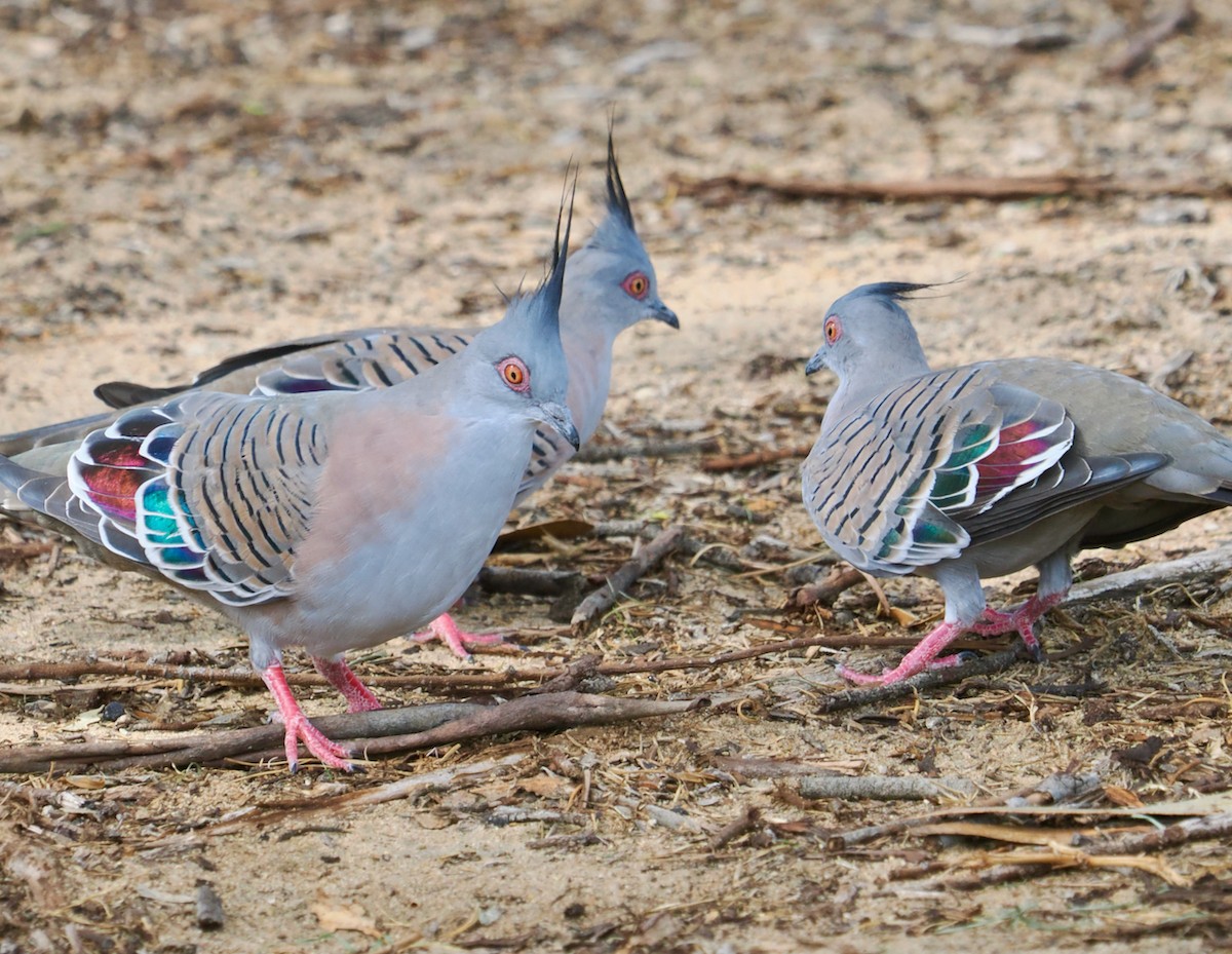 Crested Pigeon - ML632739248