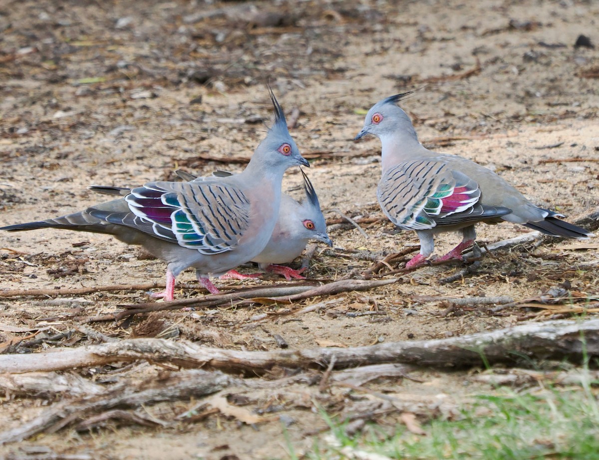 Crested Pigeon - ML632739249