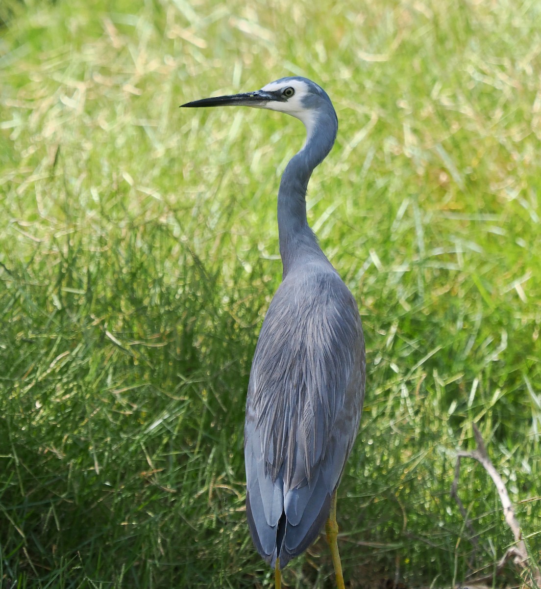 White-faced Heron - ML632739254