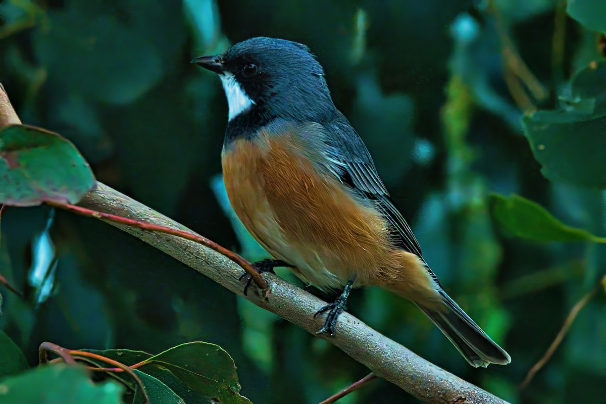 Rufous Whistler - ML632739427