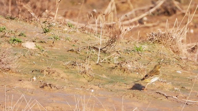 פפיון שדות - ML632739525