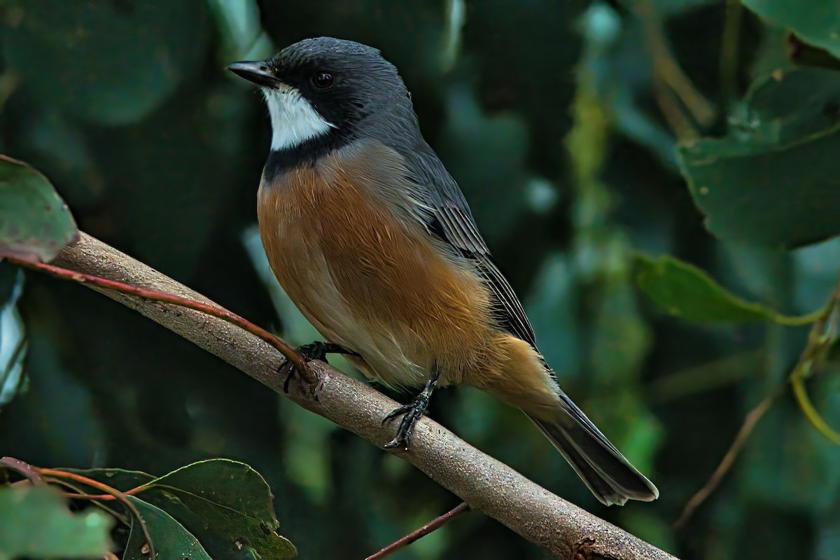 Rufous Whistler - ML632739572