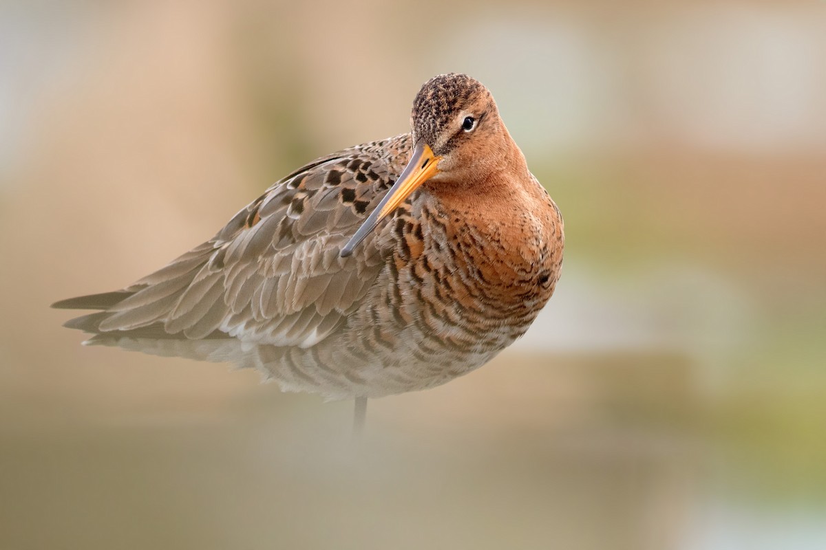 Black-tailed Godwit - ML632739591
