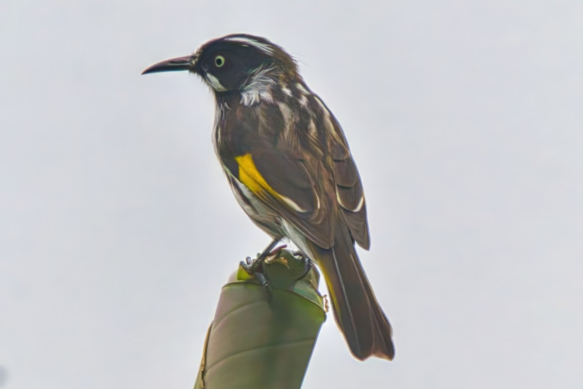 New Holland Honeyeater - ML632739627
