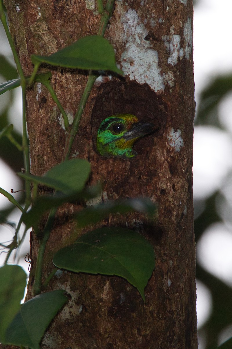 Kara Kaşlı Barbet - ML632739712