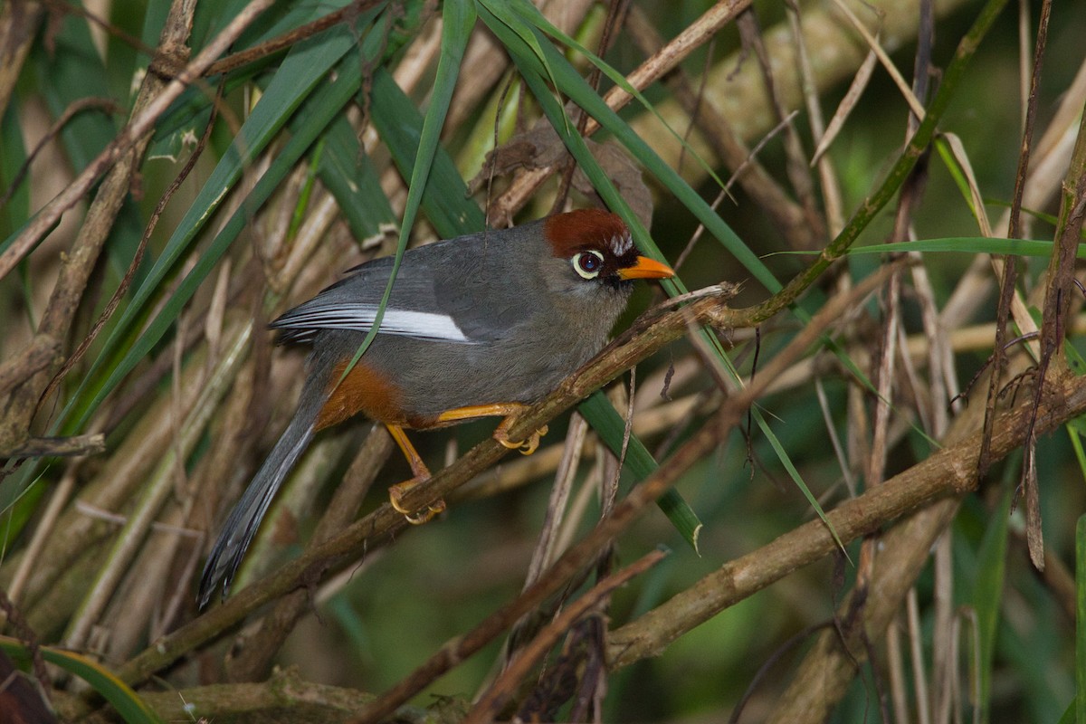Chestnut-capped Laughingthrush - ML632739725