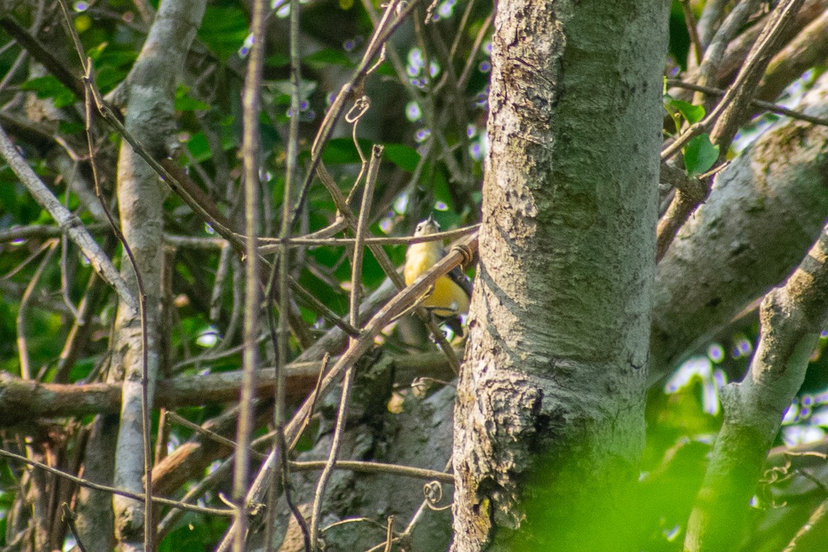 Creamy-bellied Gnatcatcher - ML632739742