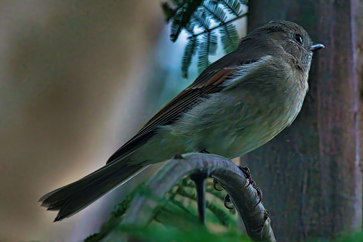 Golden Whistler (Eastern) - ML632739744