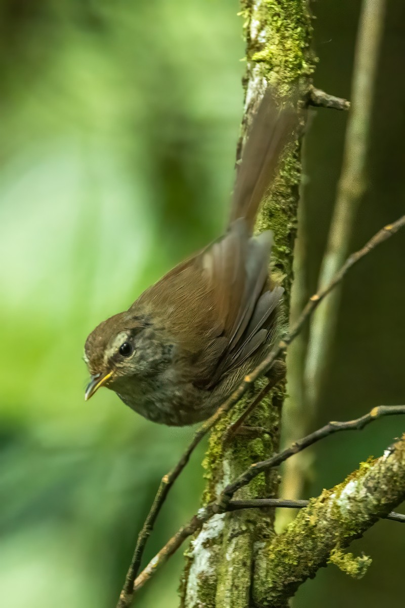 Aberrant Bush Warbler (Sunda) - ML632739785