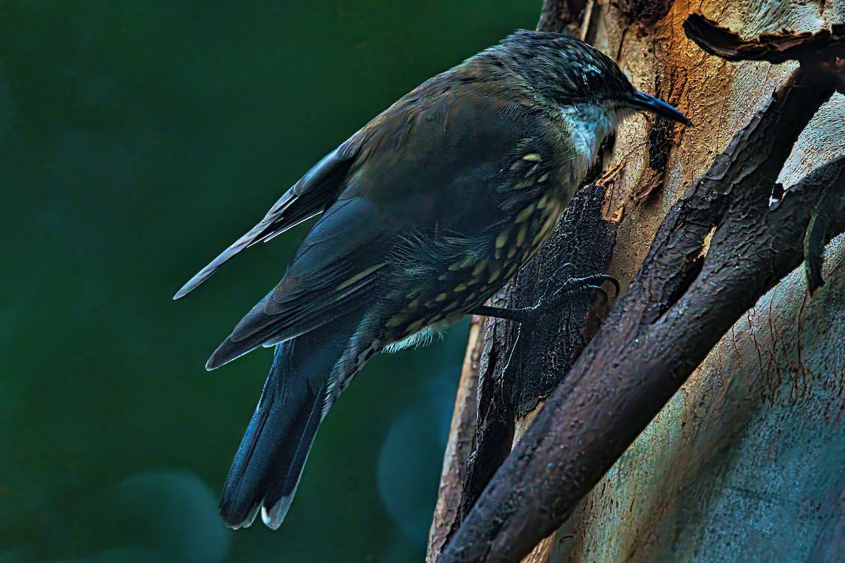 White-throated Treecreeper (White-throated) - ML632739802
