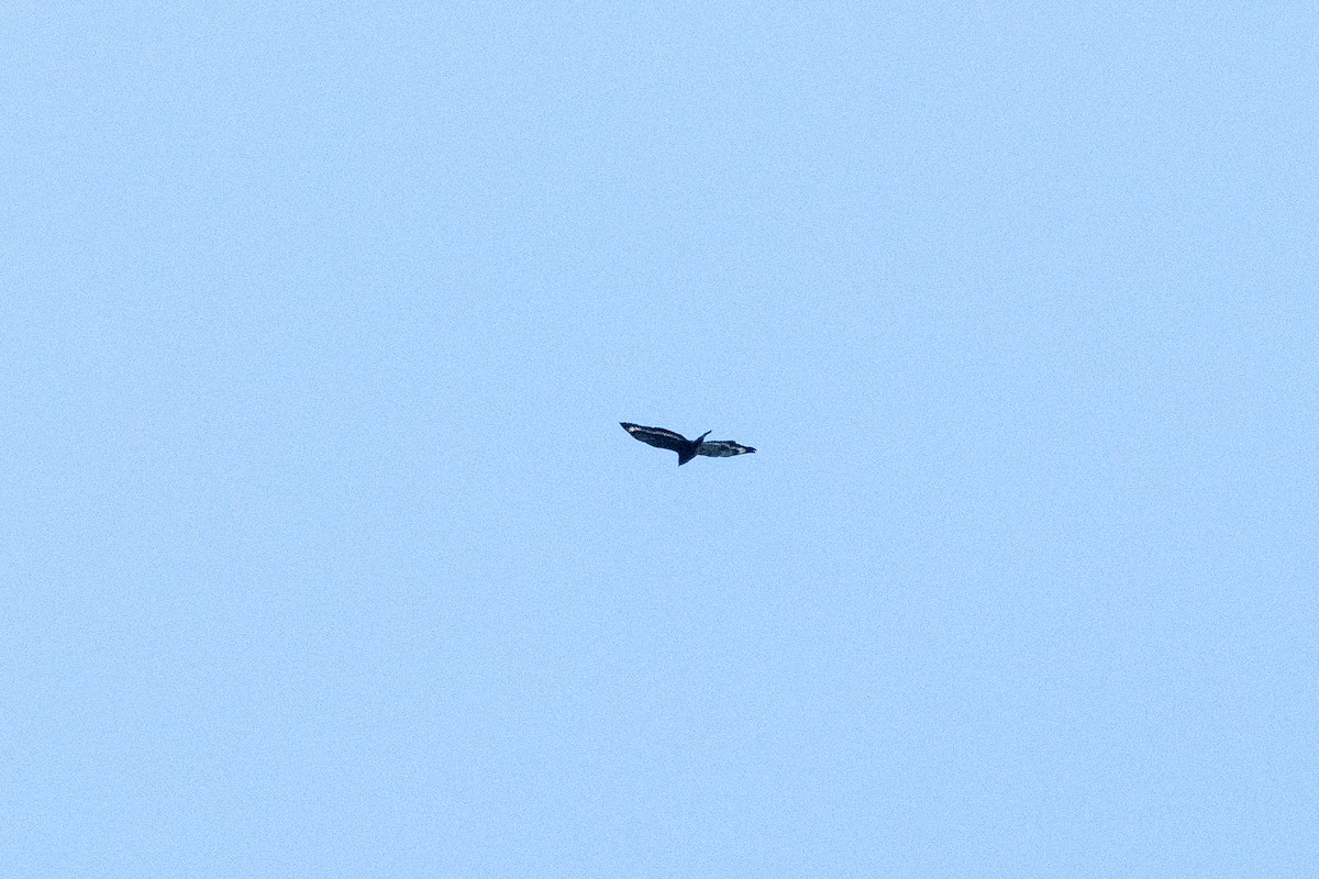Mountain Serpent-Eagle - ML632739804