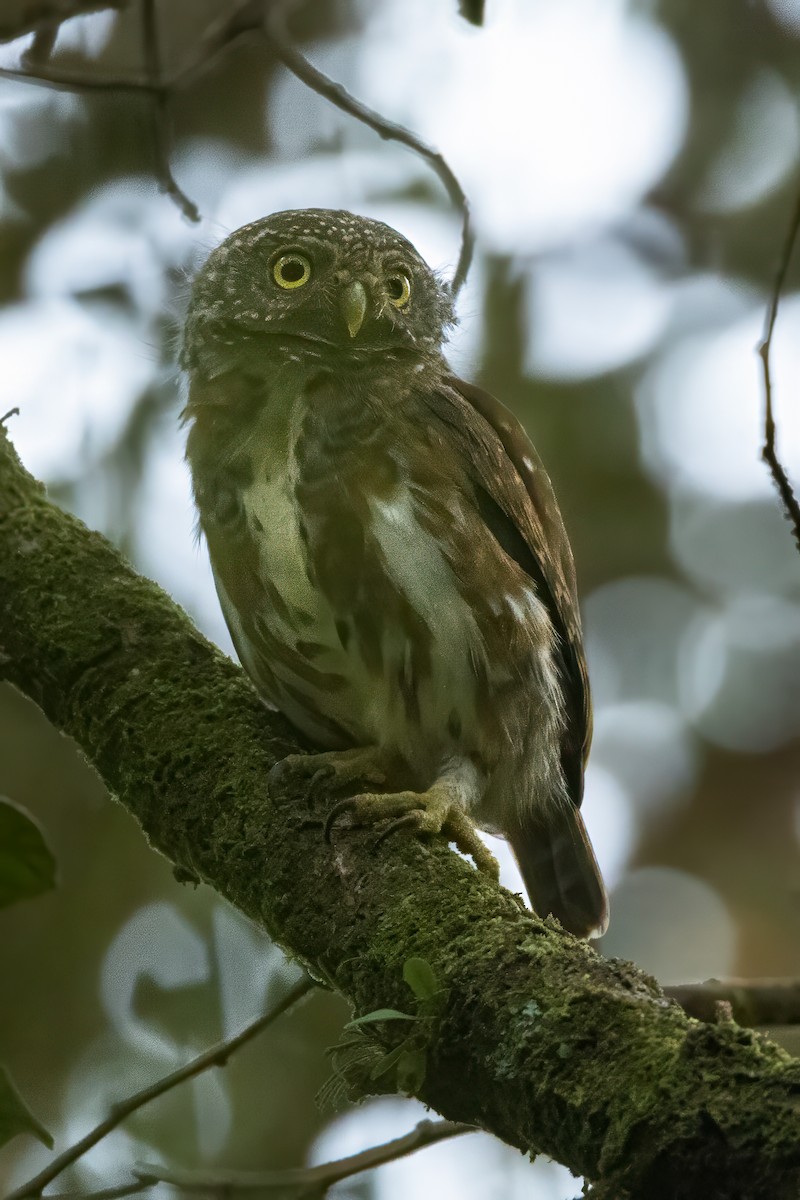 Sunda Owlet - ML632739825