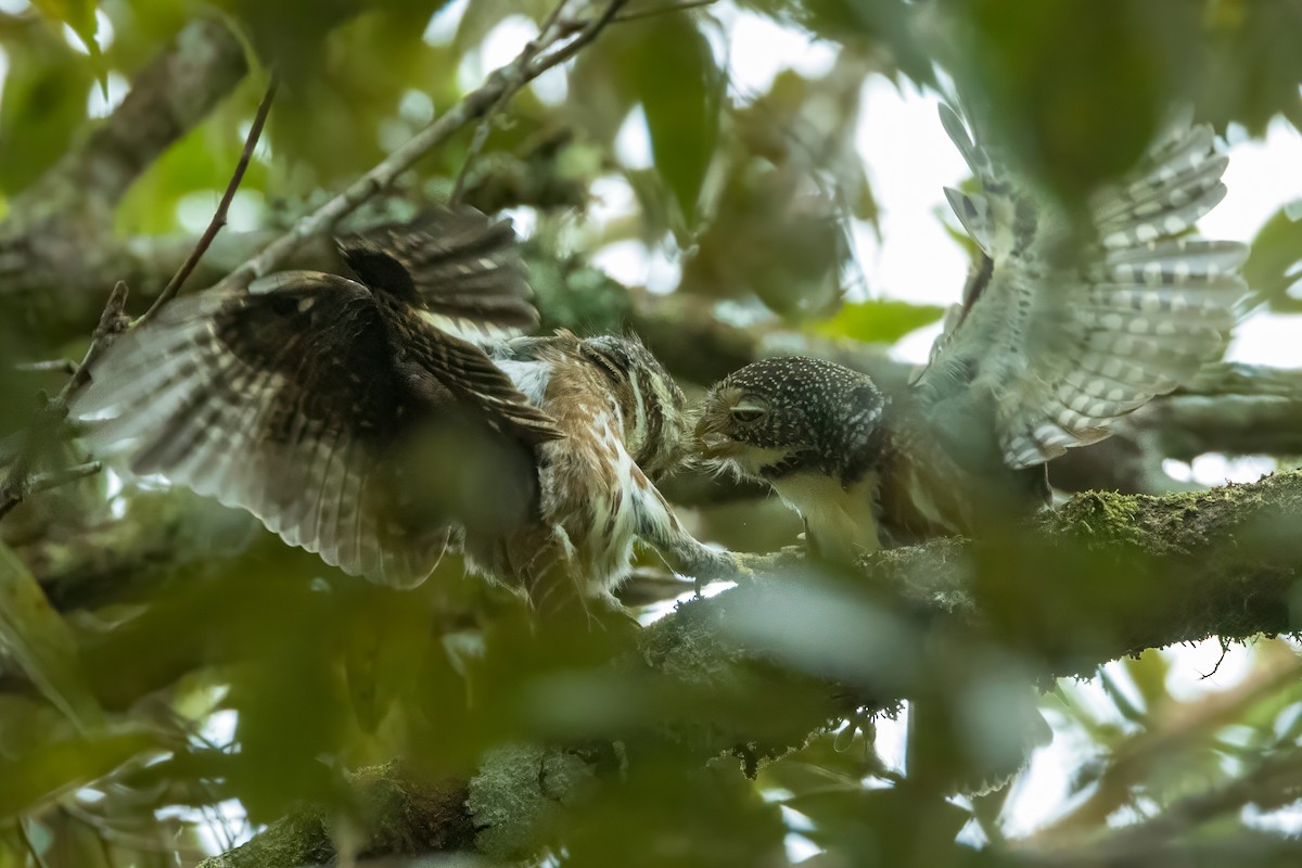 Sunda Owlet - ML632739826