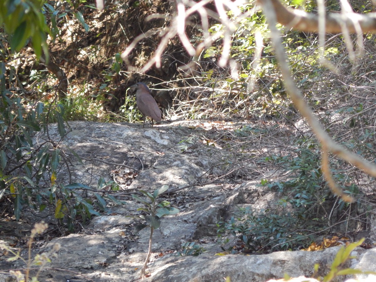 Malayan Night Heron - ML632739892