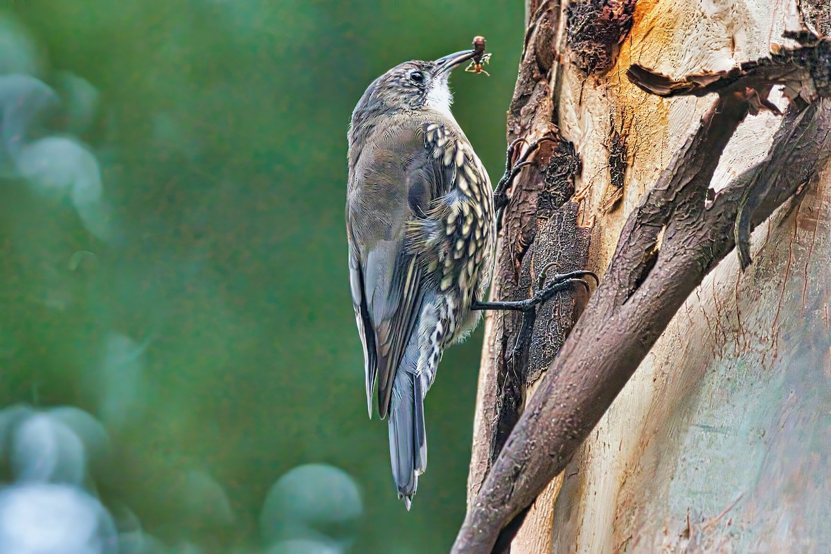 White-throated Treecreeper (White-throated) - ML632739902