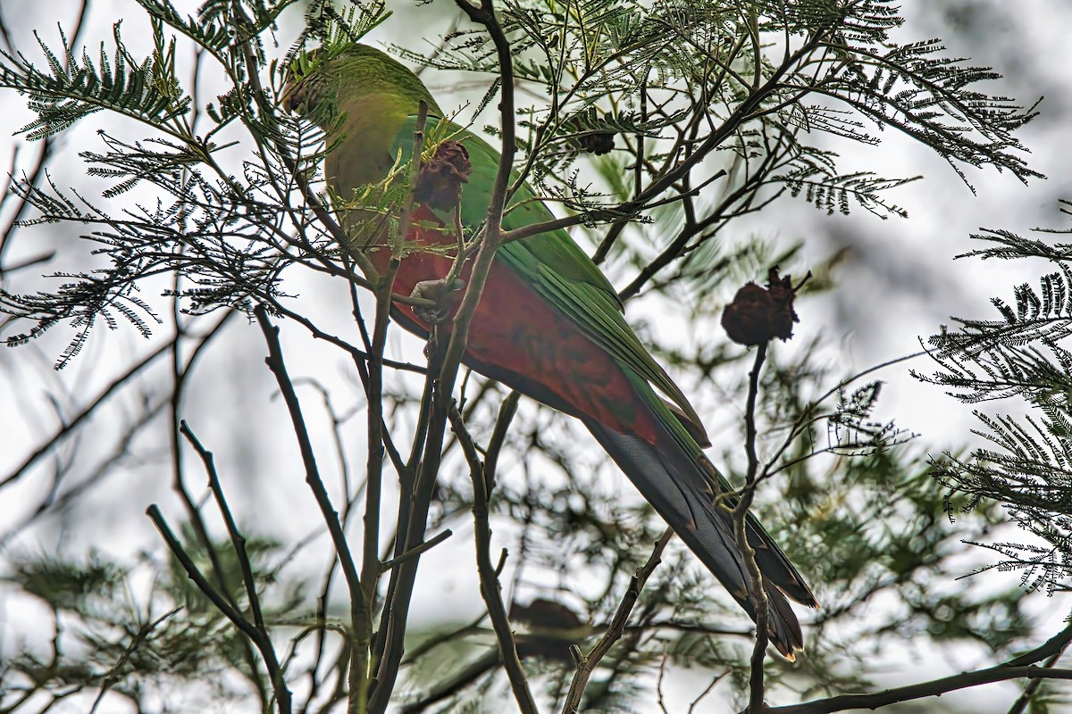Australian King-Parrot - ML632739982