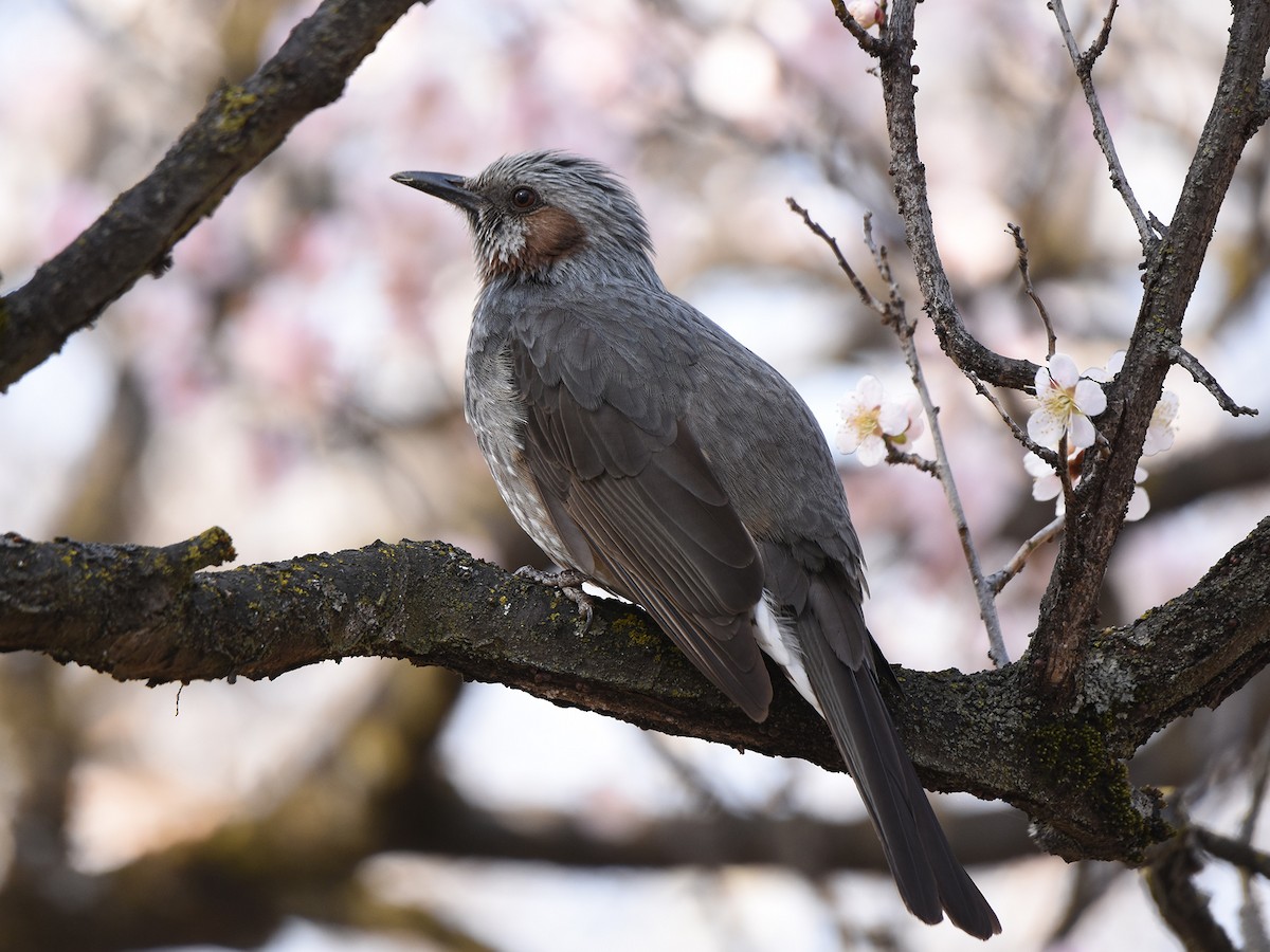Bulbul à oreillons bruns - ML632740026