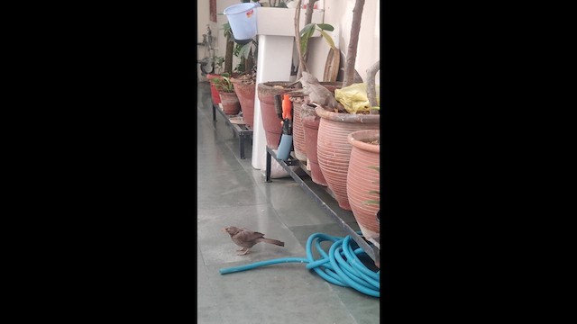 Jungle Babbler - ML632740054