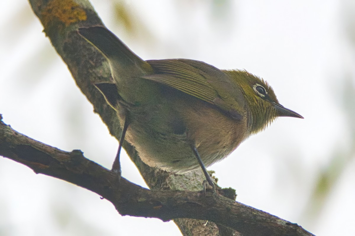 Silvereye - ML632740056