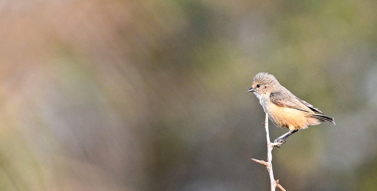 African Penduline-Tit - ML632740098