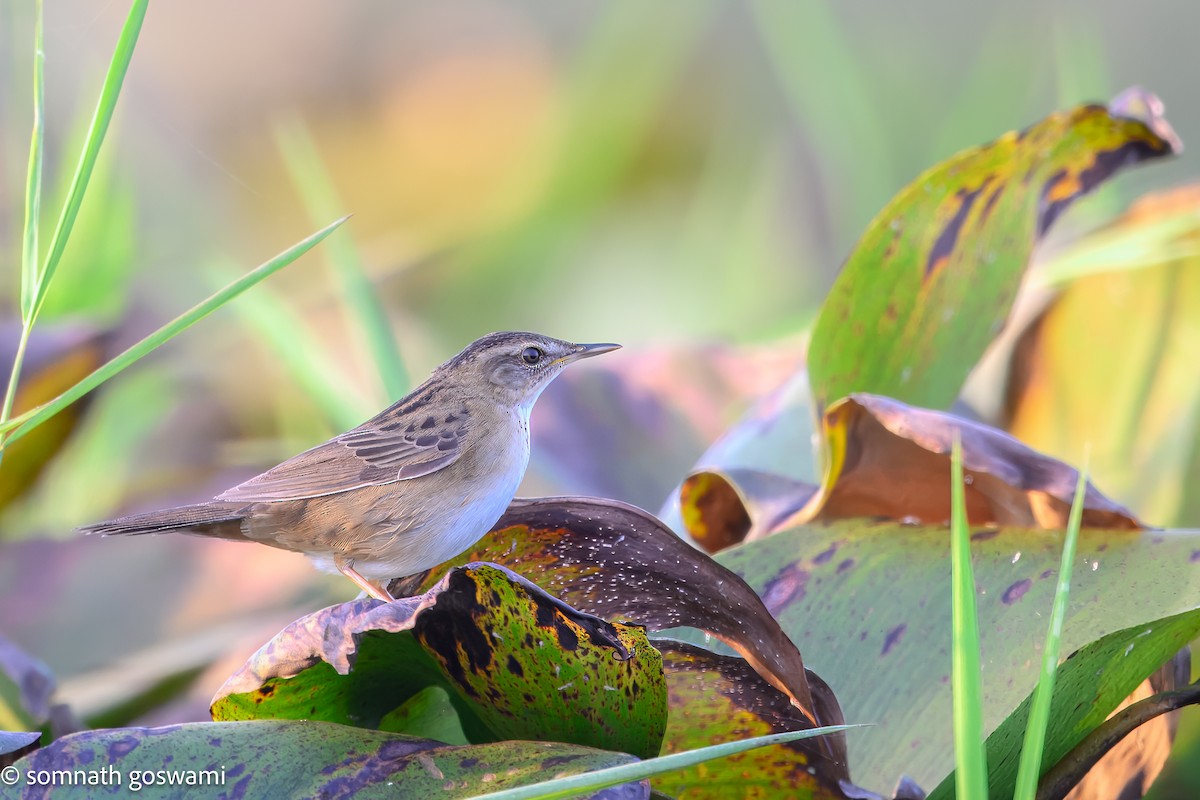 Pallas's Grasshopper Warbler - ML632740122