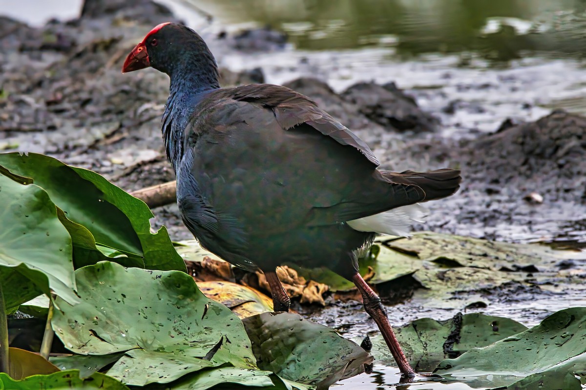 Australasian Swamphen - ML632740126