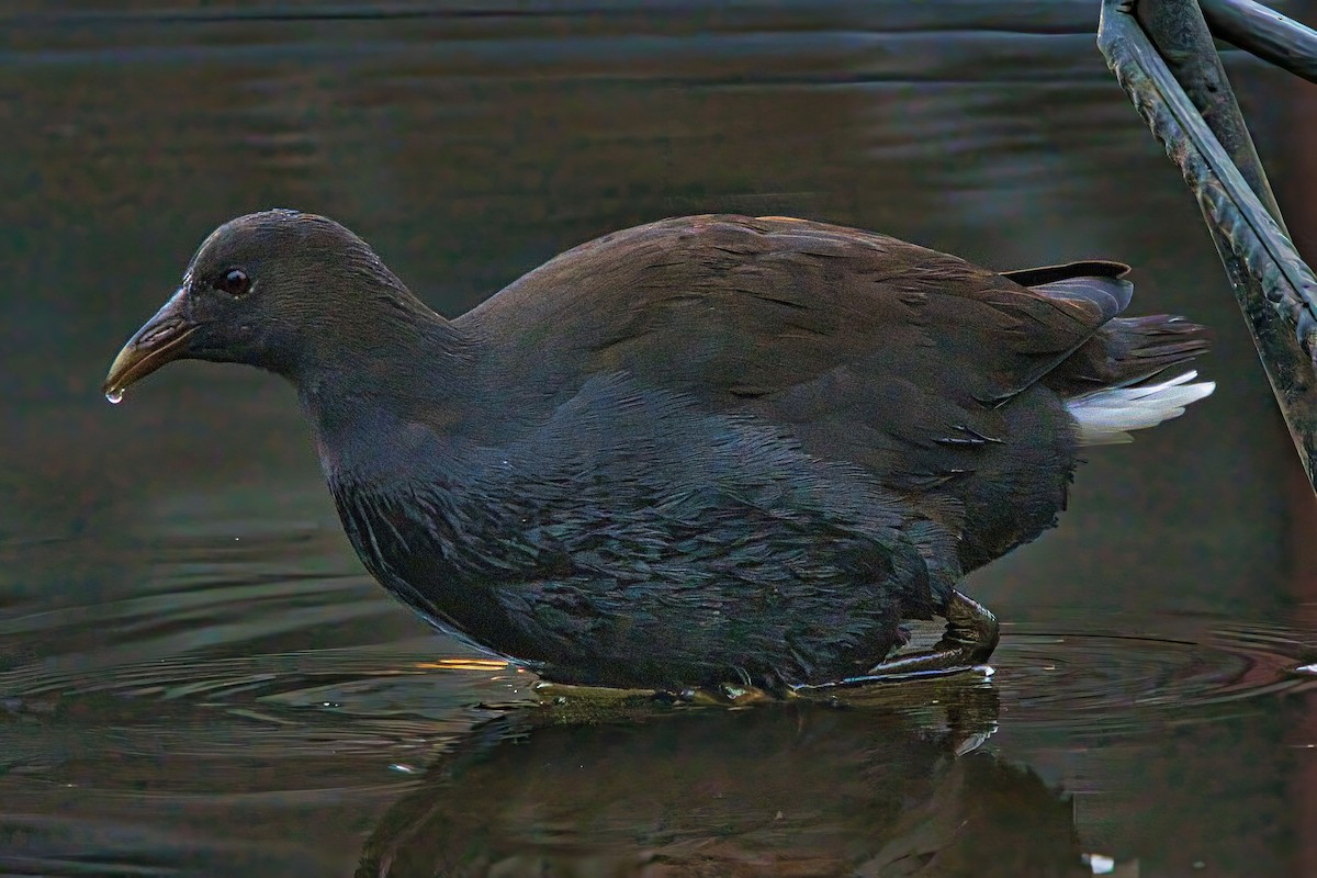 Dusky Moorhen - ML632740217