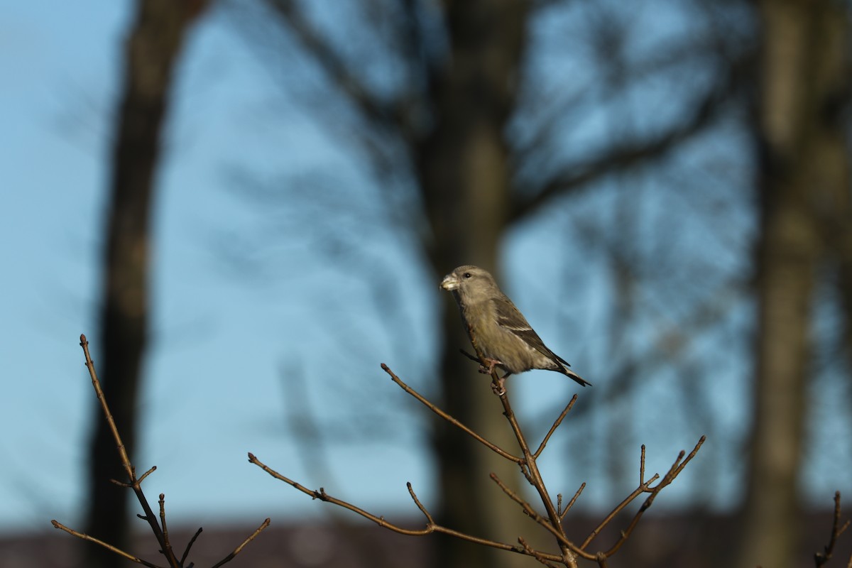 Parrot Crossbill - ML632740252