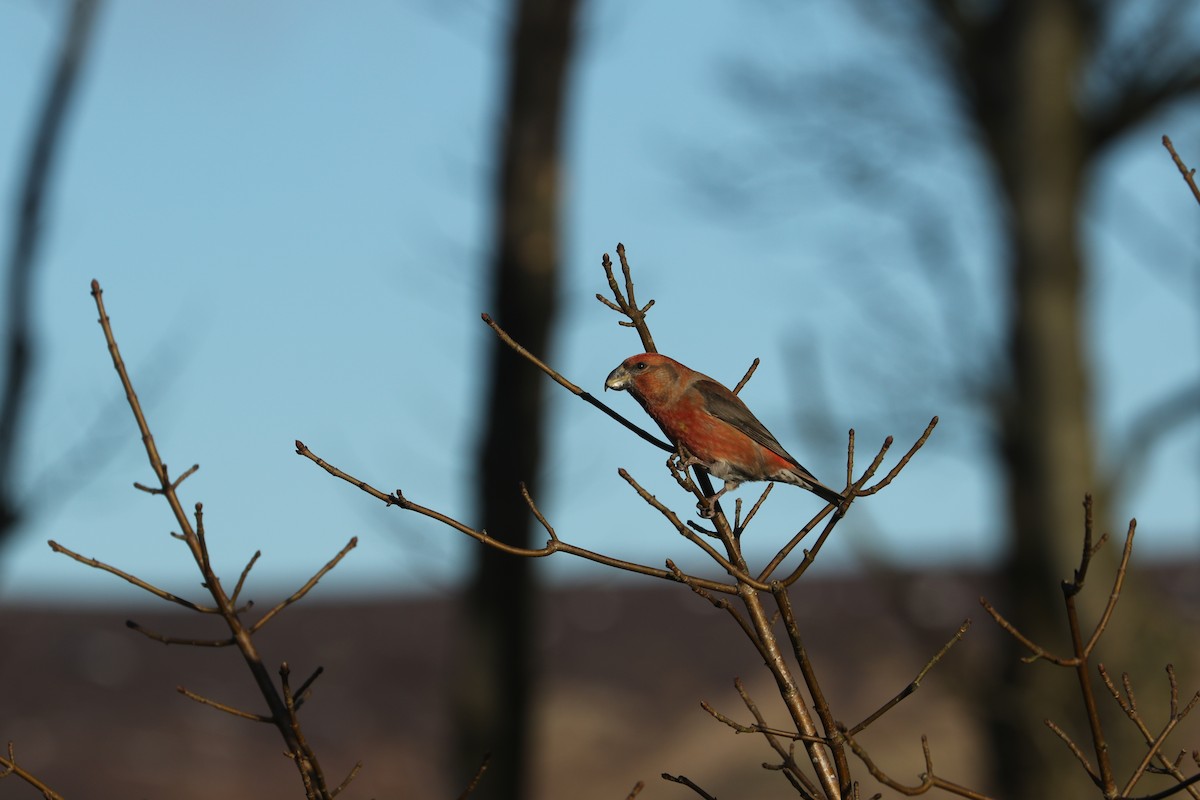 Parrot Crossbill - ML632740256